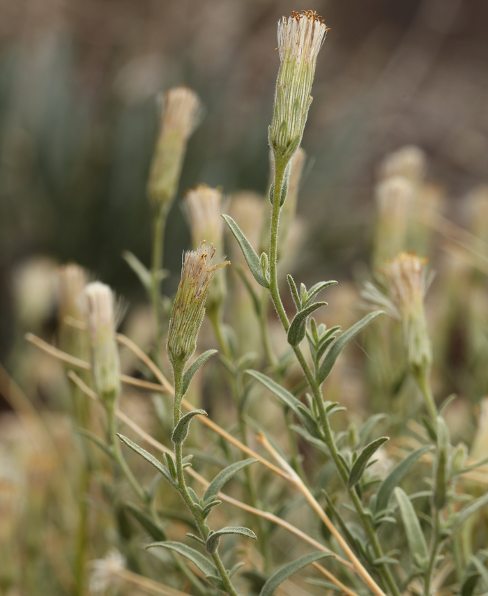 Brickellia oblongifolia