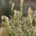Brickellia oblongifolia - Photo (c) Steve Matson, algunos derechos reservados (CC BY-NC), uploaded by Steve Matson
