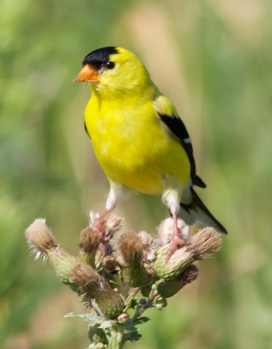 American Goldfinch, photo 8 of 9