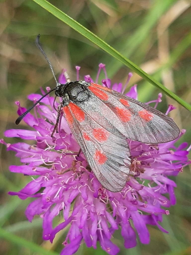 Zygaena cynarae