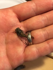 Neocicada hieroglyphica