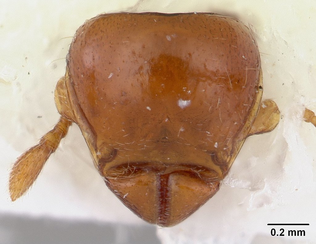 Agroecomyrmecinae