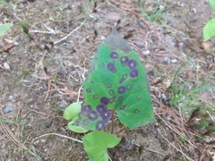 Cystiphora canadensis