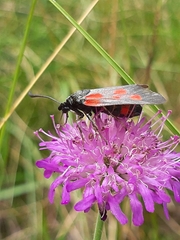 Zygaena cynarae