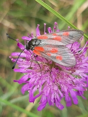 Zygaena cynarae