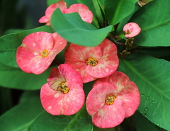 Euphorbia milii