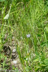 Sisyrinchium mucronatum