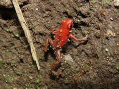 Andinobates daleswansoni