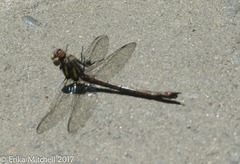 Cordulegaster maculata