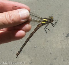 Cordulegaster maculata