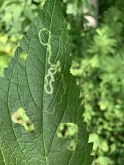 Liriomyza carphephori