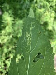 Liriomyza carphephori
