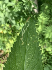 Liriomyza carphephori