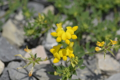 Lotus corniculatus corniculatus