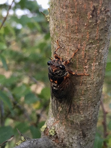 Pravi cvrčci (Cicadidae)