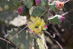 Lithurgopsis bitorulosa