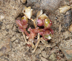 Calyptridium roseum