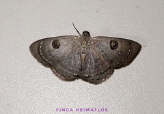 Argyrotome melae