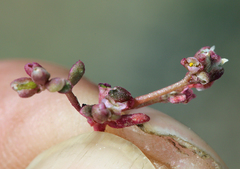 Calyptridium roseum