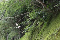Lilium auratum
