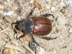 Paracotalpa