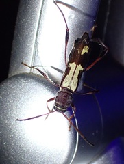 Euryscelis suturalis