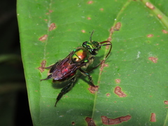 Euglossa flammea