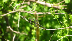 Ophiogomphus carolus