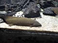 Australian Lungfish photo 5