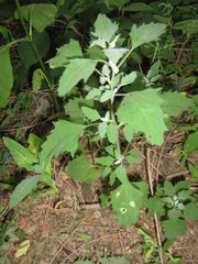 Chenopodium album