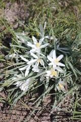 Leucocrinum montanum