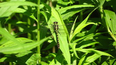 Ophiogomphus carolus