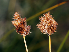 Carex microptera