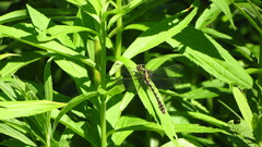 Ophiogomphus carolus