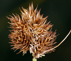 Carex microptera