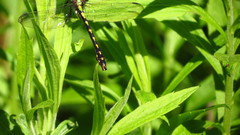 Ophiogomphus carolus