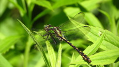 Ophiogomphus carolus
