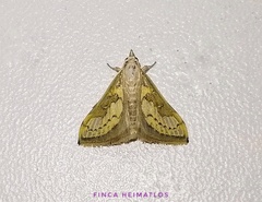 Boeotarcha lithocymalis