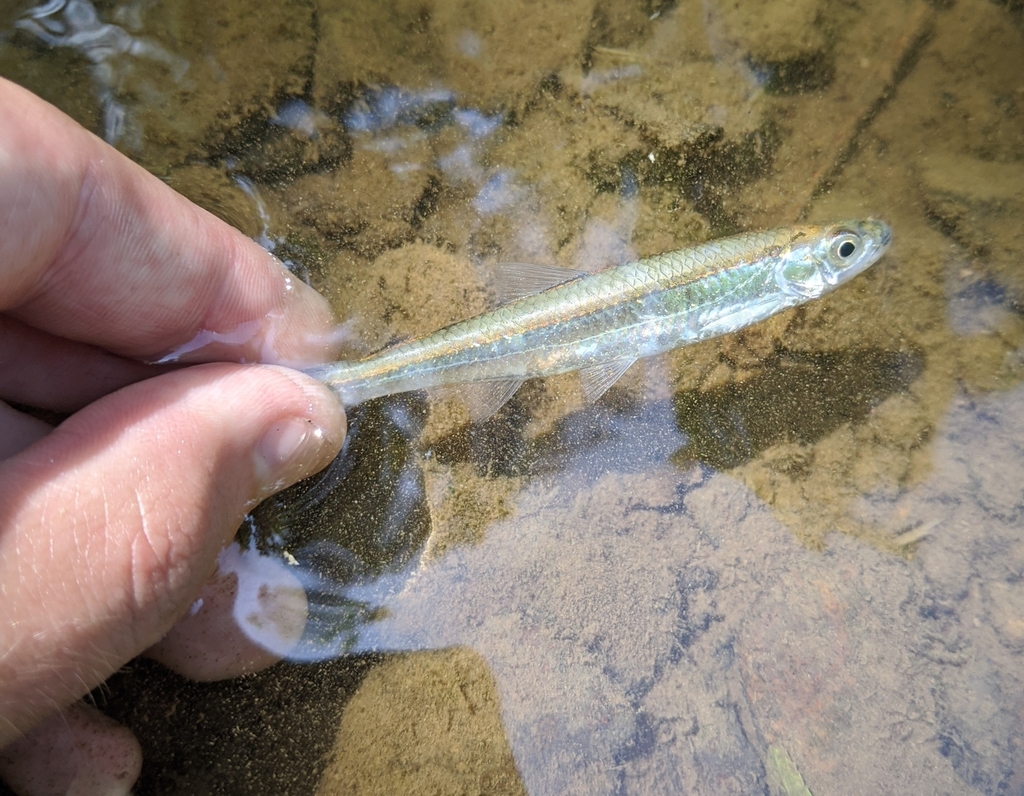 Silver Shiner in July 2020 by maurer416 · iNaturalist