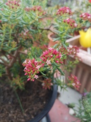 Crassuloideae
