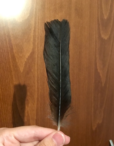 Plume de Crave à bec rouge
