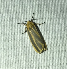 Hypoprepia cadaverosa