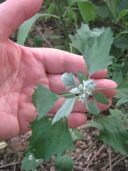 Chenopodium album