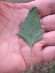 Chenopodium album