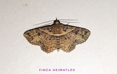 Antiblemma phaedra
