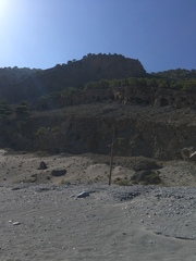 Pyrrhocorax pyrrhocorax docilis