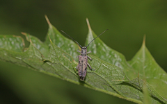 Saperda punctata