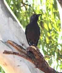 Corvus monedula
