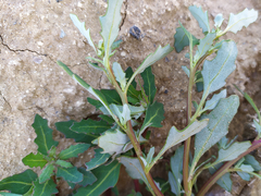 Oxybasis glauca