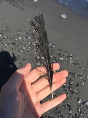 Pyrrhocorax pyrrhocorax docilis